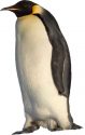 emperor-penguin