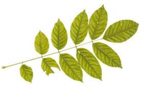 leaves-of-a-plant