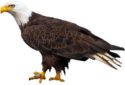 bald-eagle