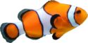 clownfish