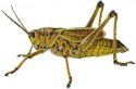 grasshopper