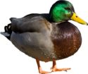 mallard-duck