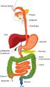 digestive-system