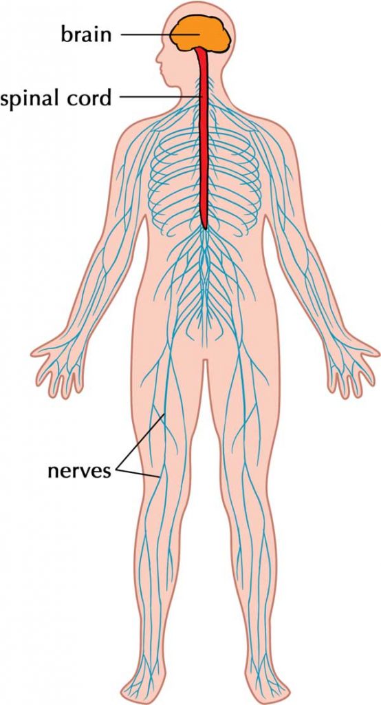 nervous-system