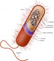 parts-of-a-bacteria