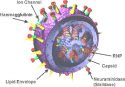 influenza-virus