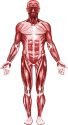 muscular-system