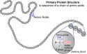 protein-structure