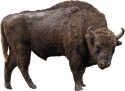 Bison