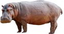 Hippopotamus