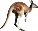 Kangaroo