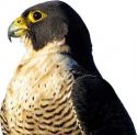 Peregrine-Falcon