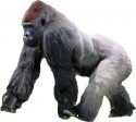 gorilla